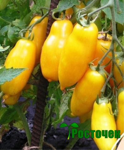 Томат Дрова желтые
