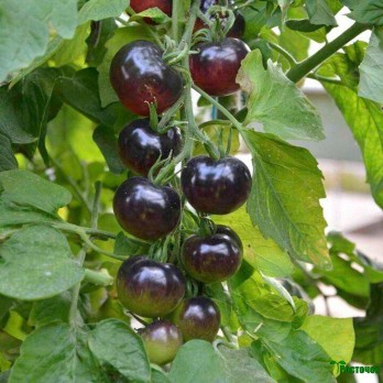 Томат Вишенка черная