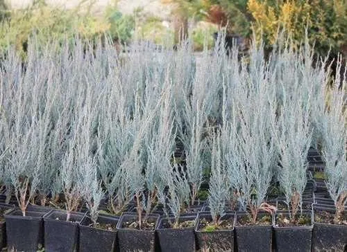 Можжевельник скальный Blue Arrow (Блю Эрроу) 40-60 см в пластиковом горшке 0.7-1 л, саженец, хвойное живое растение