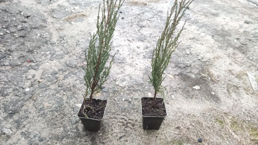 Можжевельник скальный Blue Arrow (Блю Эрроу) 40-60 см в пластиковом горшке 0.7-1 л, саженец, хвойное живое растение