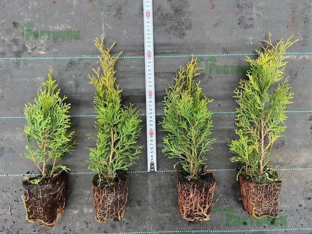 Туя Smaragd (Смарагд) 30-50 см в пластиковом горшке 0.7-1 л, саженец, хвойное живое растение