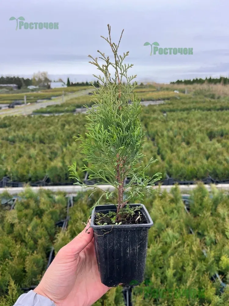 Туя Smaragd (Смарагд) 30-50 см в пластиковом горшке 0.7-1 л, саженец, хвойное живое растение