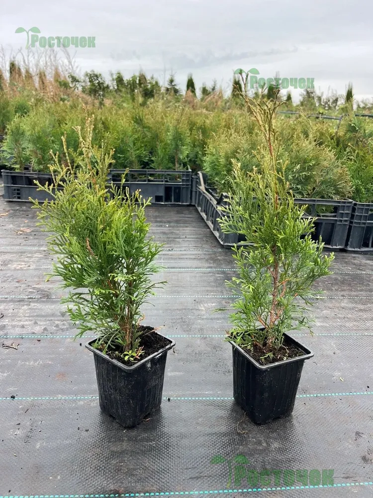 Туя Smaragd (Смарагд) 30-50 см в пластиковом горшке 0.7-1 л, саженец, хвойное живое растение