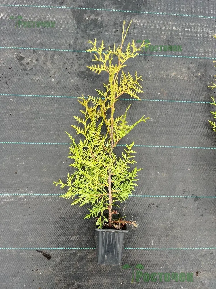 Туя Brabant (Брабант) 40-60 см в пластиковом горшке 0.7-1 л, саженец, хвойное живое растение