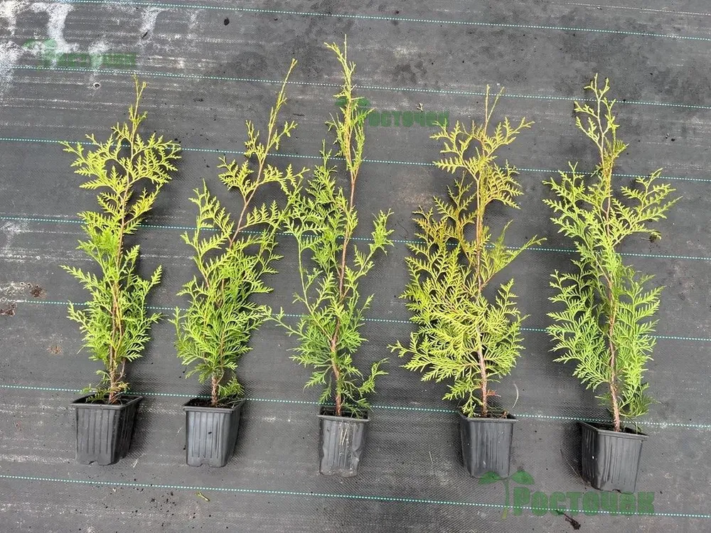 Туя Brabant (Брабант) 40-60 см в пластиковом горшке 0.7-1 л, саженец, хвойное живое растение